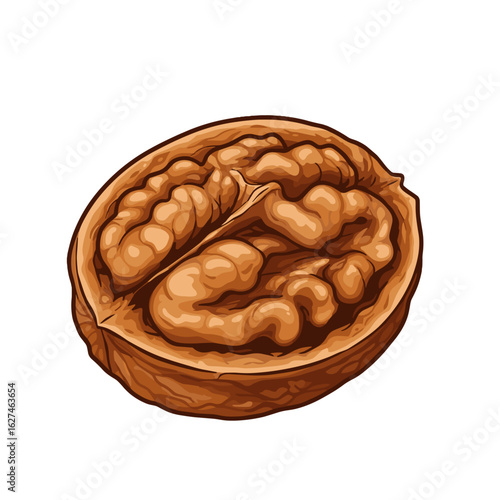 Detailed vector illustration showcasing a halved walnut, revealing intricate kernel details and textures within its shell, isolated on white