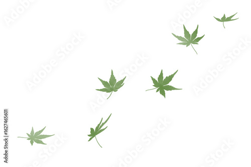 Gracefully falling maple leaves in watercolor｜ Japanese maple, green leaves, watercolor, vector