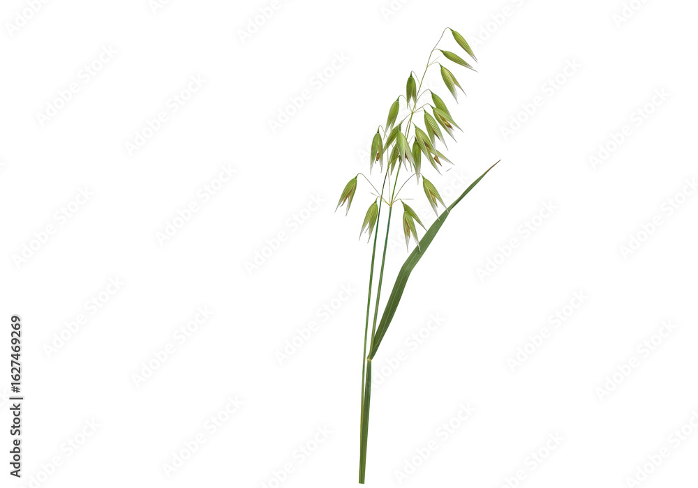 Obraz premium Delicate green plant with slender leaves and flowers against a plain background