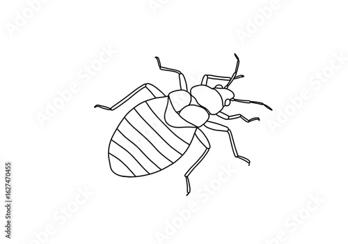 Bed bug drawing. It is a black and white outline image of a bed bug, an insect also known as a parasite or pest, recognized for its flat, oval body. Vector sketch line art draw.
