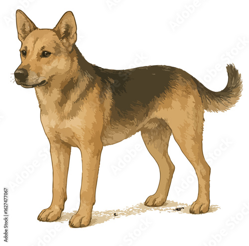 Canis lupus familiaris (anjing)