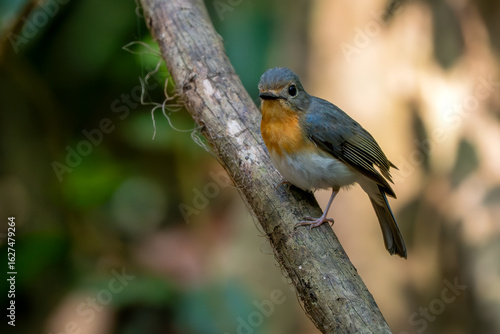 Indochinese Blue Flycatcher - Cyornis sumatrensis, beautiful small perching bird from Southeast Asian forests and woodlands, Vietnam.