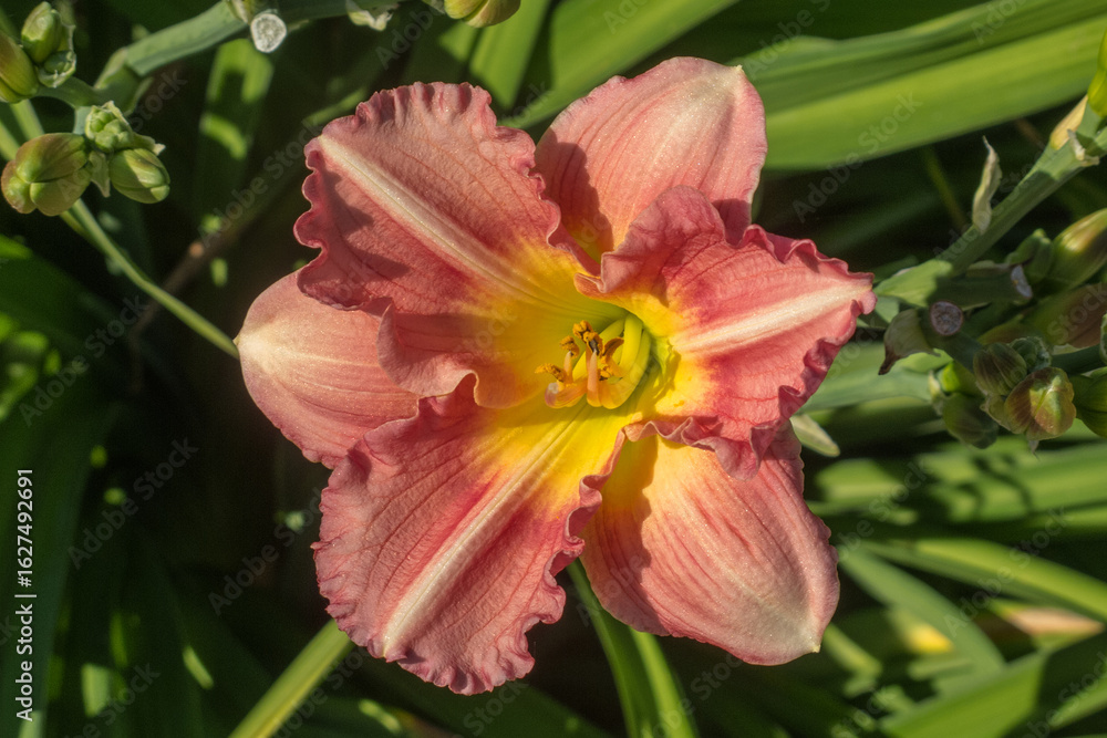 Fototapeta premium Close-up of a single pink and yellow daylily flower against a background of green foliage.