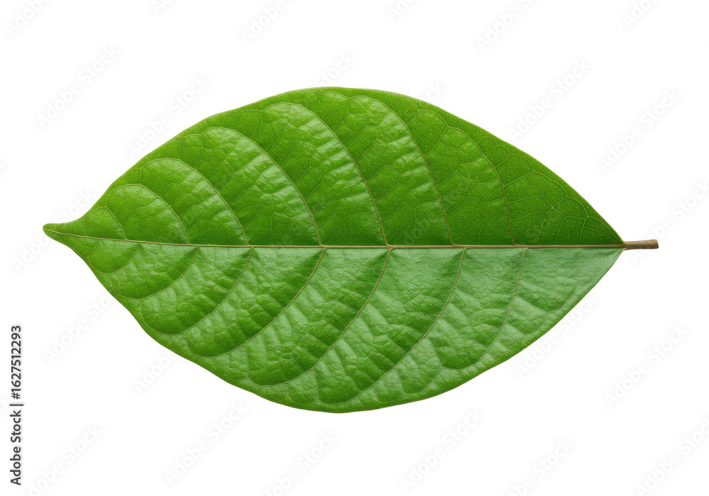 Fototapeta premium Close-up of vibrant green leaf with detailed vein patterns, isolated on white background