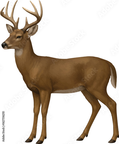 White-Tailed Deer Isolated Design