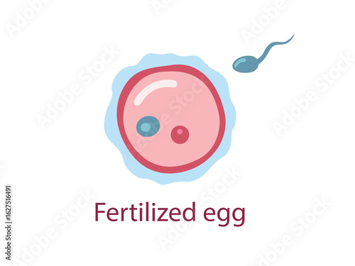 Fertilized egg. The stage of segmentation of a fertilized ovum. Human embryonic development. Vector medical illustration.	
