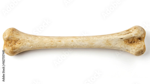Single animal bone isolated on white background skeleton