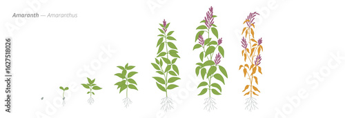 Amaranth plant growth stages from seed to harvest