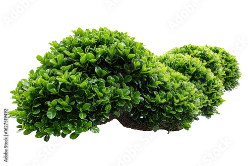 Emerald Green Bush Garden Topiary on Black Backdrop Landscape Design Plant Art Gardening