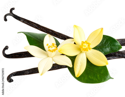 Cluster of Vanilla Pods with Multiple Flowers and Lush Leaves, Natural Spice Arrangement, PNG Isolated