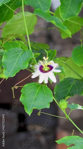A passion fruit flower sways gently in the wind on a hanging vine. Below it, an unopened immature flower bud is also visible on the same vine.