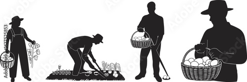 Farmers harvesting vegetables, collecting organic produce, planting crops, rural agriculture work, farm lifestyle scene, flat vector illustration, silhouette artwork
