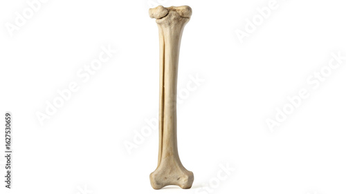 Human tibia bone isolated on white background human anatomy