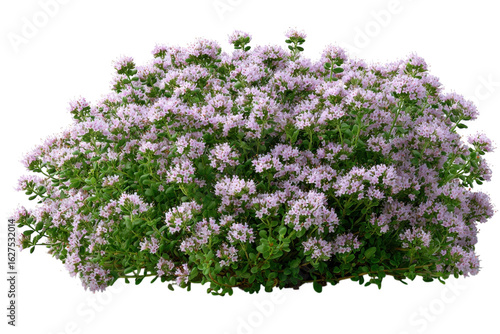 Blooming beauty Thyme flowers in full bloom pink blossoms garden herbs culinary herbs nature s