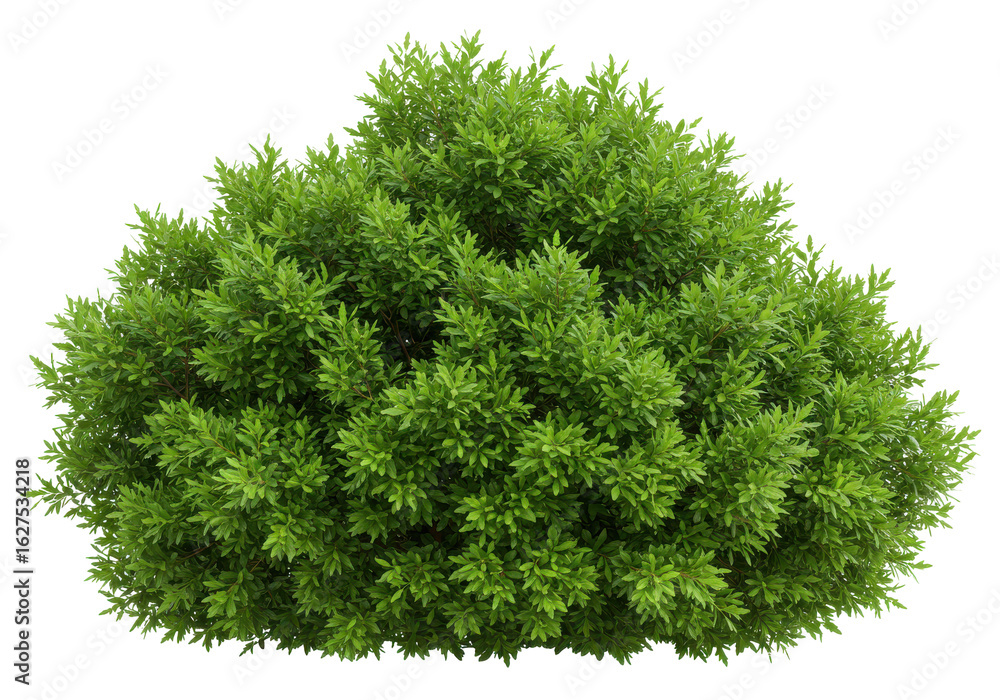 Fototapeta premium Lush Green Shrub in a Natural Setting Surrounded by Soft Sunlight and Clear Sky