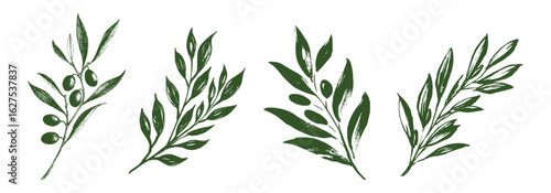 Collection of olive branch sketches. Vector vintage botanical illustration of olive branch in line drawing style. Sketch of branches with olives in vintage style. Vector illustration.