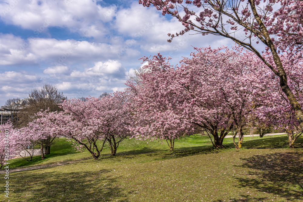 Obraz premium Cherry blossoms in Munich, Germany. Pink cherry blossoms with a blue and cloudy sky background. Spring in Germany.