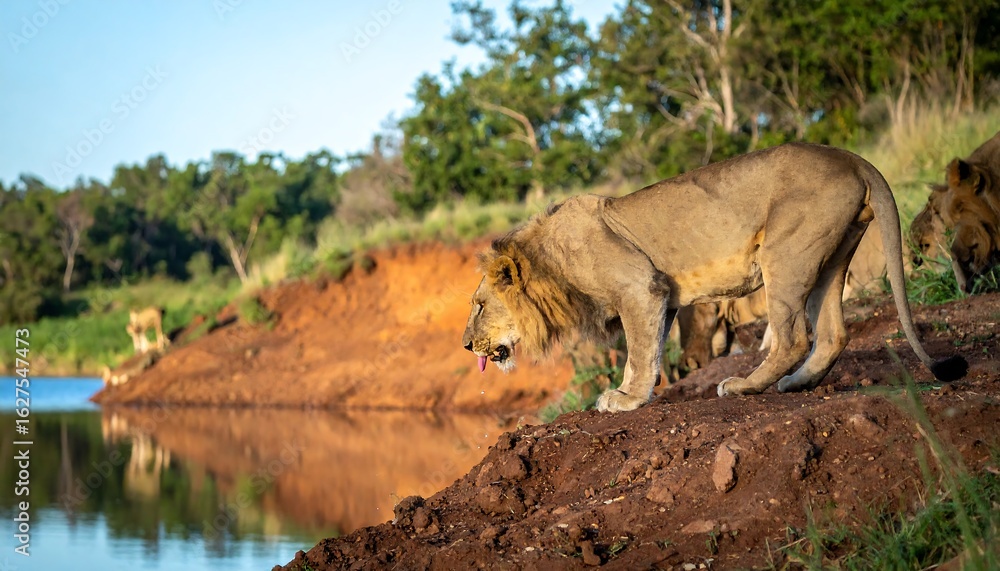 Fototapeta premium Lions at the waterhole at dawn