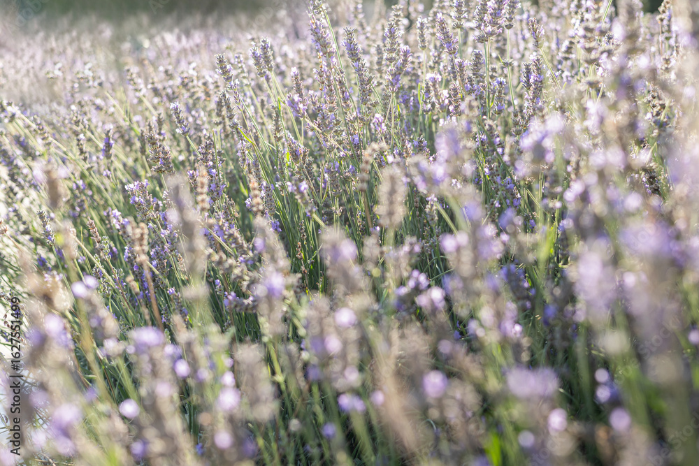 Obraz premium Sunlit lavender field with soft dreamy bokeh and gentle light on blooming purple flowers