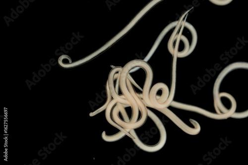 The nematodes (Nematoda), roundworms or eelworms constitute the phylum Nematoda. Species in the phylum inhabit a broad range of environments. Found in freshwater crabs.