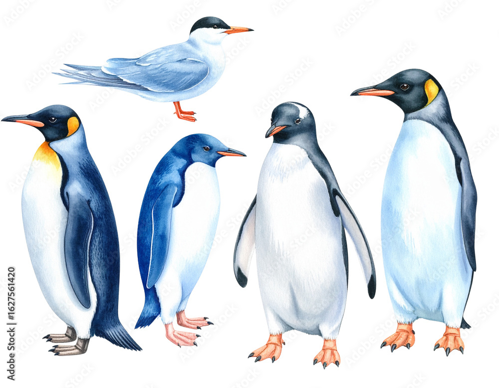 Obraz premium Isolated image of two penguins on a white background