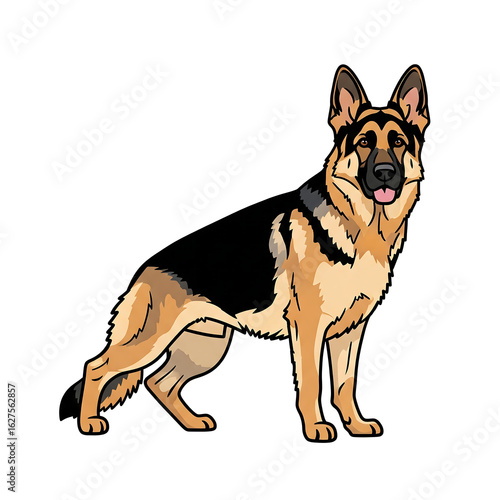 German shepherd dog standing, isolated on white background