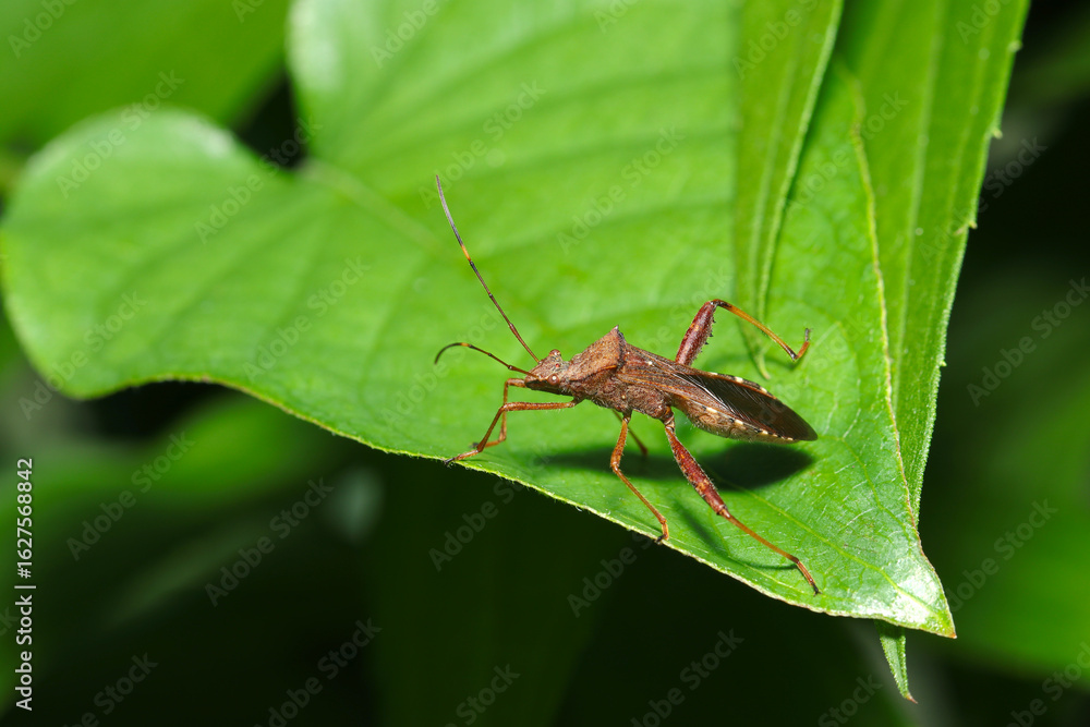 雑木林の木の葉にホソヘリカメムシ成虫(自然環境下昆虫類ストロボマクロ撮影) 雑木林の木の葉にホソヘリカメムシ成虫(自然環境下昆虫類ストロボマクロ撮影)