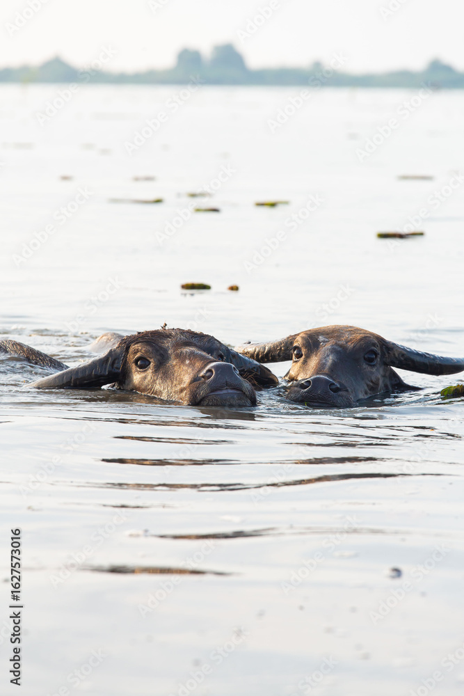 Fototapeta premium dog on the beach