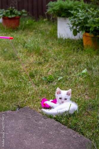 kitten cat 