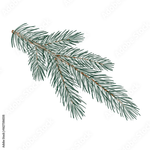 Tableau sur toile Fir tree branch, watercolor drawing on white background