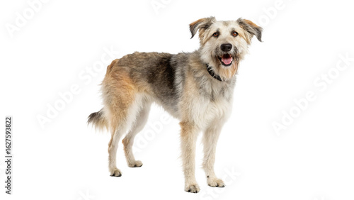 Photography crossbreed dog isolated on transparent background