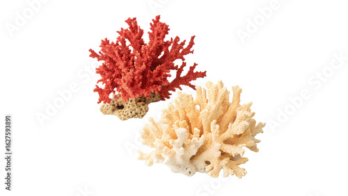 Fotografija corals two pieces of dried isolated on transparent background