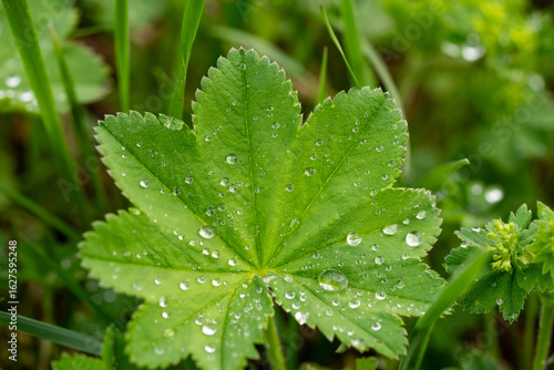 Obraz na plátně Sparkling dew drops embellishing a vibrant green lady's mantle leaf create a stu