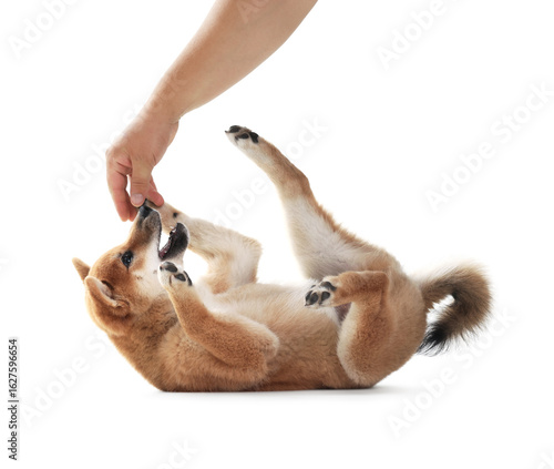Fotografía Owner playing with cute Shiba Inu dog on white background, closeup