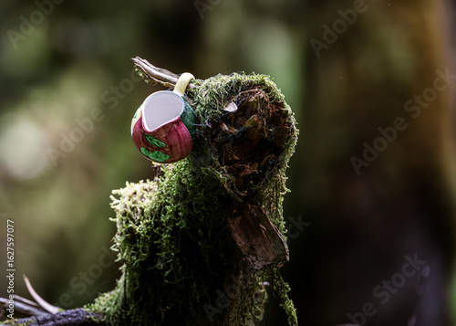 Teapot in the Forest – Teapot Hill, Chilliwack, BC, Magical Forest wonderland