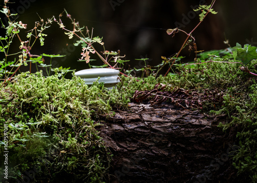 Teapot in the Forest – Teapot Hill, Chilliwack, BC, Magical Forest wonderland