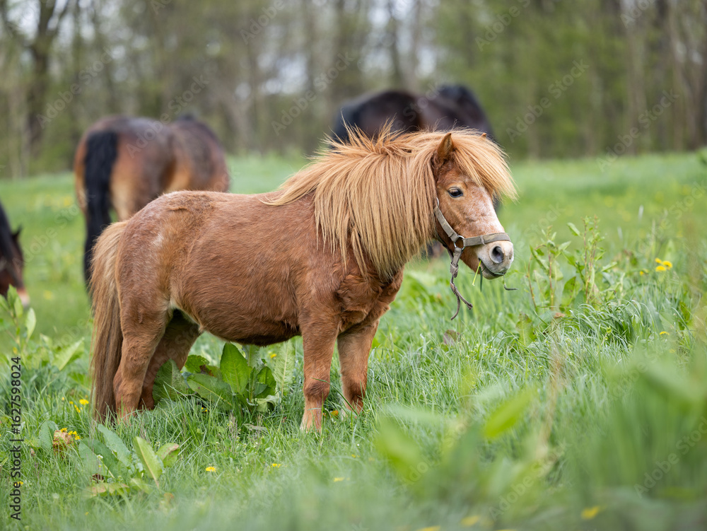 Obraz premium Small horse Pony eating green grass