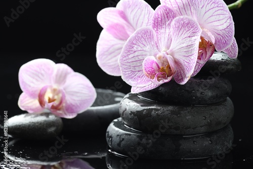 Beautiful orchid flowers with water drops and spa stones on mirror surface against black background, closeup