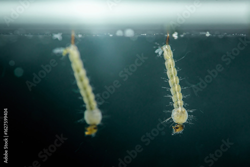 Tableau sur toile Mosquito larvae breathing at water surface