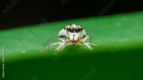 Jumping spider standing on green leaf showing big eyes