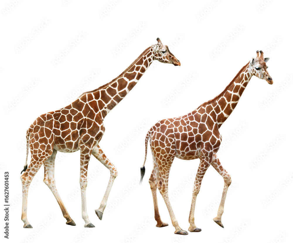 Fototapeta premium 歩くキリン