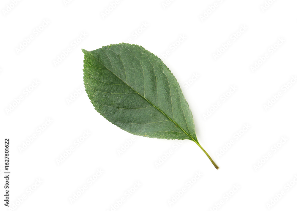 Fototapeta premium One cherry tree leaf isolated on white