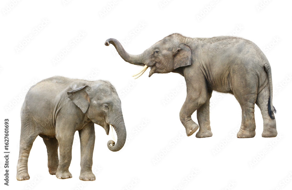 Obraz premium アジアゾウ