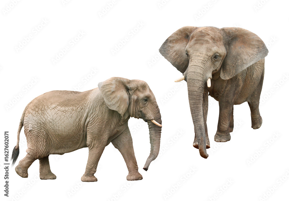 Obraz premium アフリカゾウ