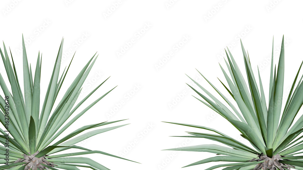 Fototapeta premium Aloe Vera plant isolated on white background