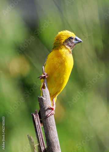 Perched gracefully on a broken stem, a vibrant male Asian Golden Weaver showcases its brilliant yellow plumage and strong conical beak. The bird's sharp black facial markings con
