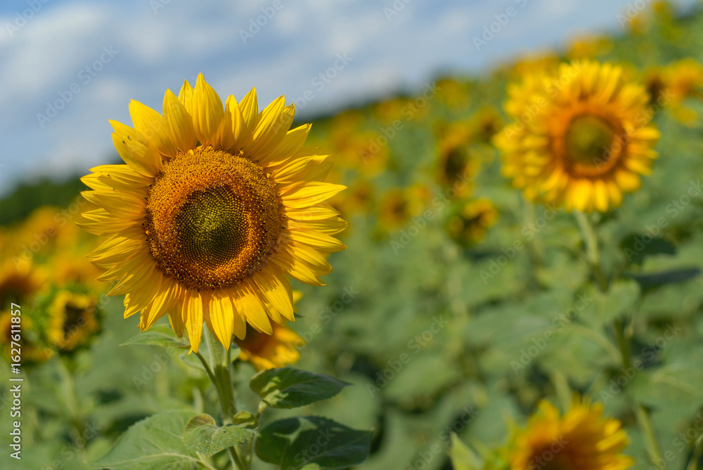 Fototapeta premium Sunflower captured with vintage Helios lens, dreamy summer bokeh.