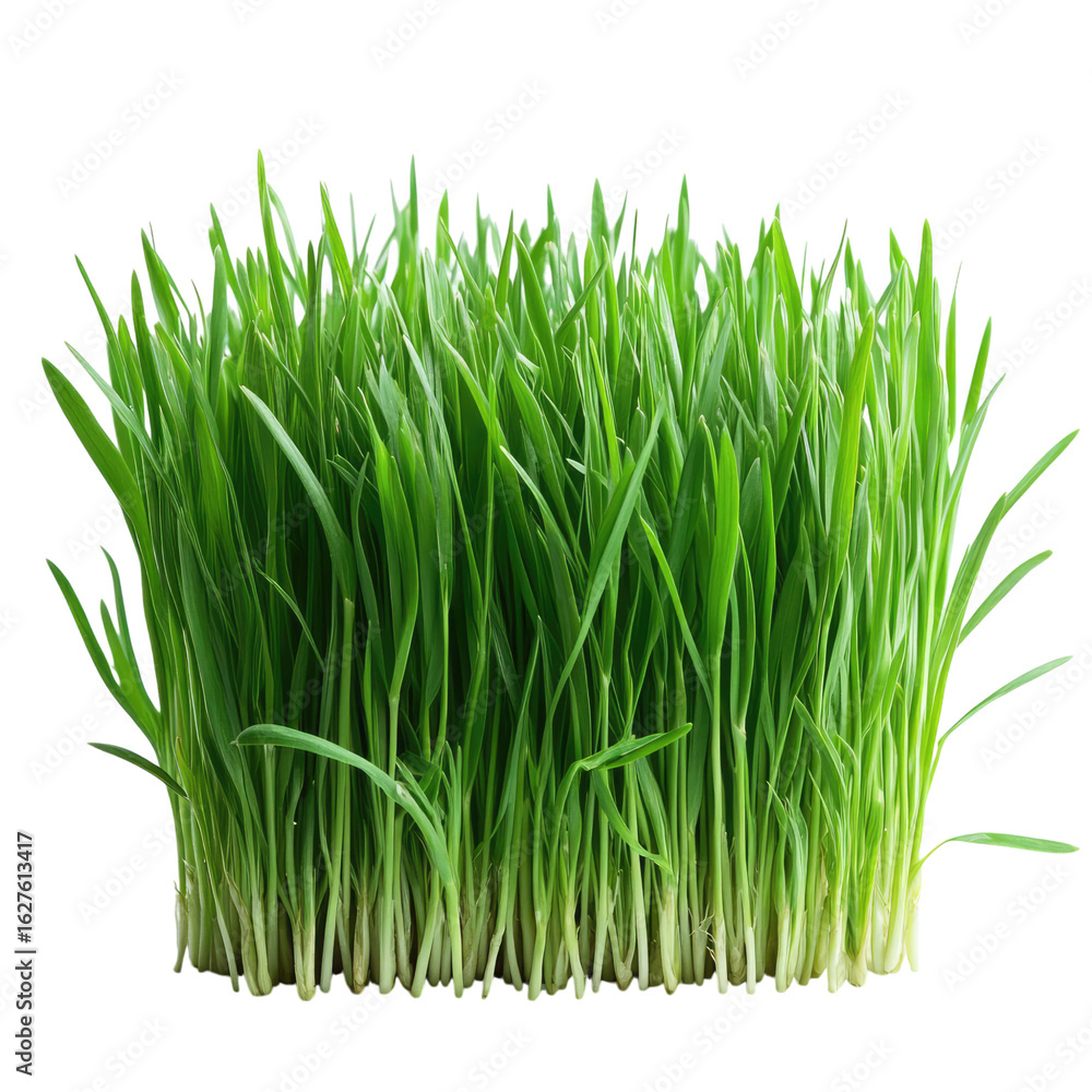 Obraz premium Spring Young Green Grass on isolated transparent cutout PNG Background