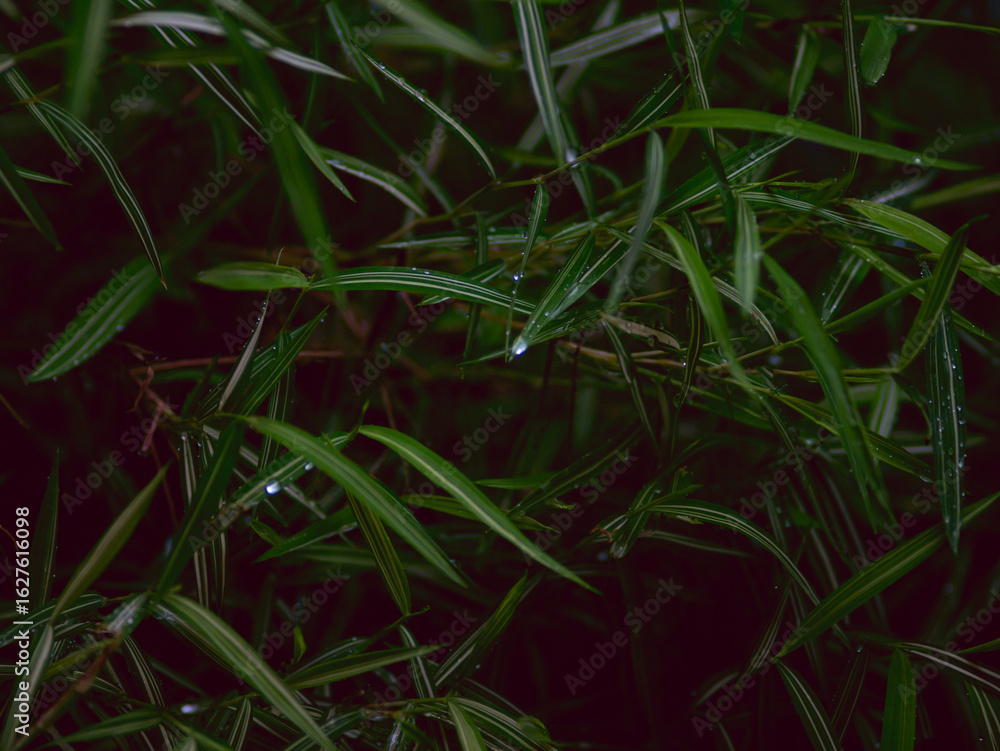 Fototapeta premium Nature green grass with fresh rain dew drop background texture.