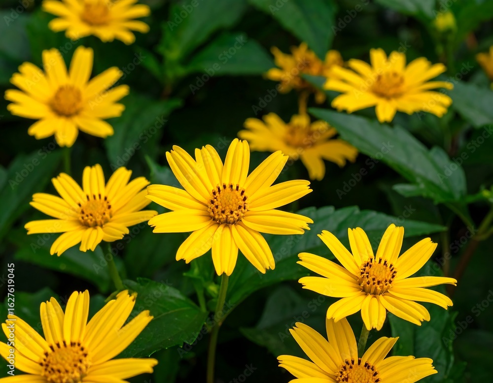 Fototapeta premium Vibrant yellow flowers in a garden setting